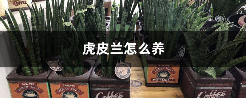 虎皮兰怎么养,叶子干瘪怎么办 虎皮兰怎么养,叶子干瘪怎么办