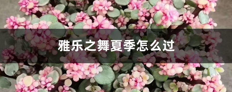 雅乐之舞夏季怎么过