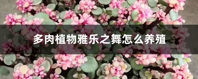 多肉植物雅乐之舞怎么养殖,一年能长多大 多肉植物雅乐之舞怎么养殖,一年能长多大