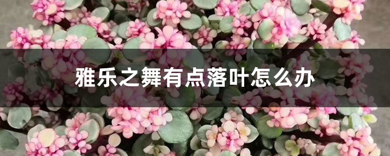 雅乐之舞有点落叶怎么办