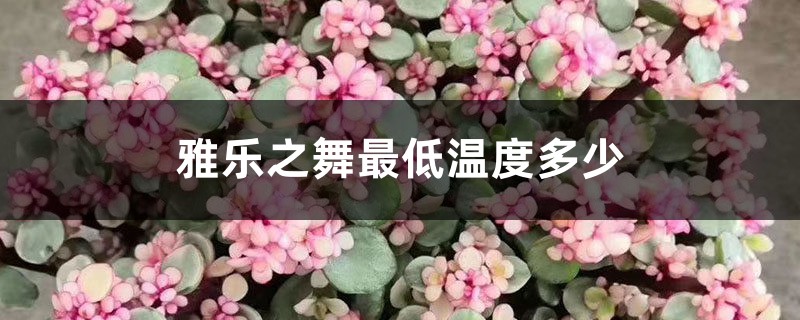 雅乐之舞最低温度多少,怎么安全过冬 雅乐之舞最低温度多少,怎么安全过冬