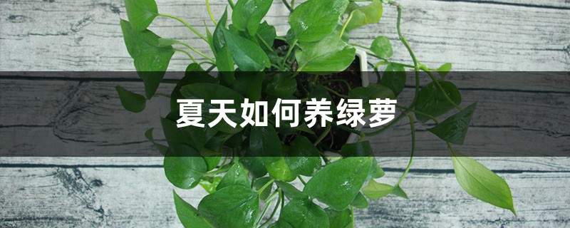 夏天如何养绿萝 夏天如何养绿萝