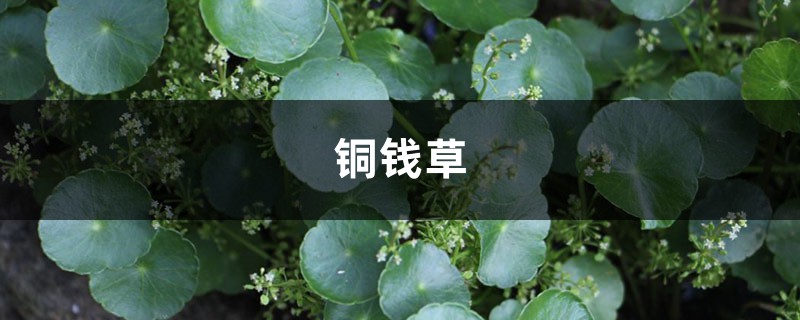 给“铜钱草”做这2个小动作，新叶长不停，1月就满盆