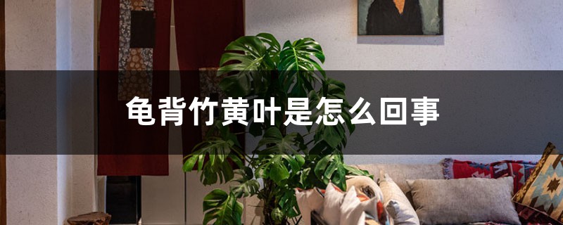 龟背竹黄叶是怎么回事,茎发黑是烂根吗 龟背竹黄叶是怎么回事,茎发黑是烂根吗