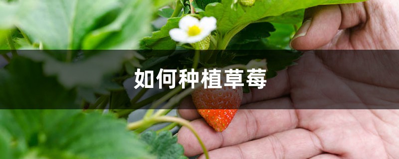 如何种植草莓