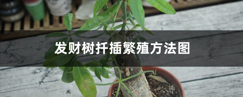 发财树扦插繁殖方法图 发财树扦插繁殖方法图