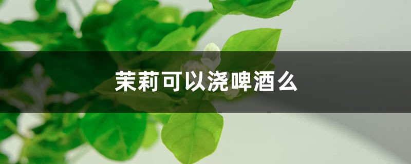 茉莉可以浇啤酒么