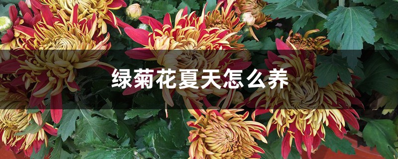 绿菊花夏天怎么养