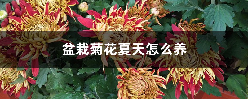 盆栽菊花夏天怎么养