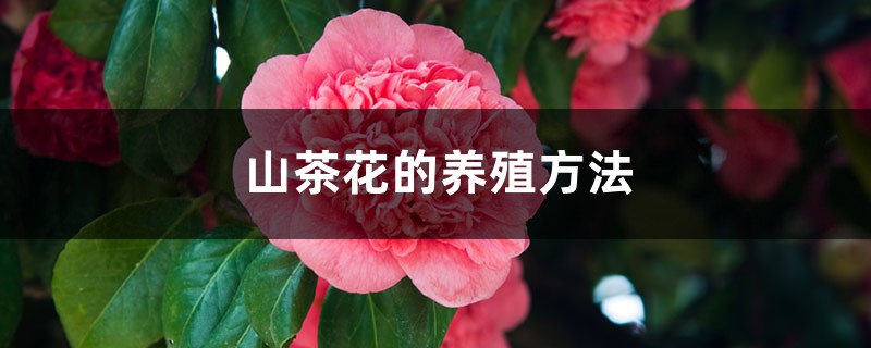 山茶花的养殖方法