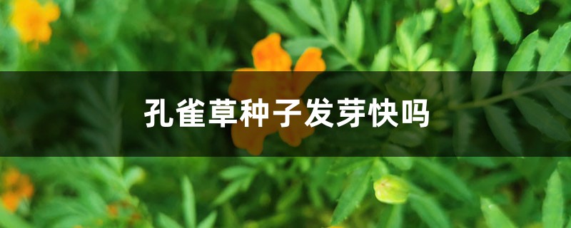 孔雀草种子发芽快吗