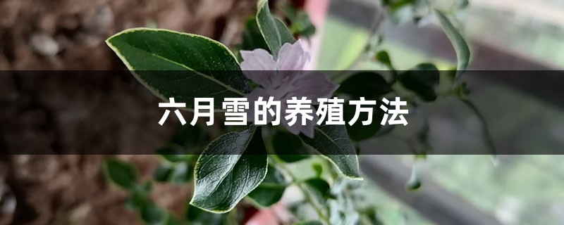 六月雪的养殖方法