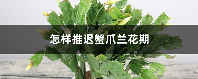 怎样推迟蟹爪兰花期，花期怎么浇水