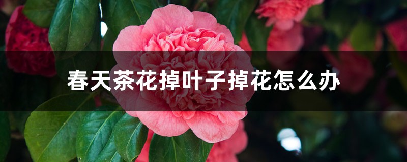 春天茶花掉叶子掉花怎么办