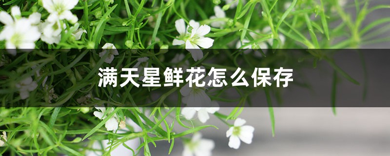 满天星鲜花怎么保存