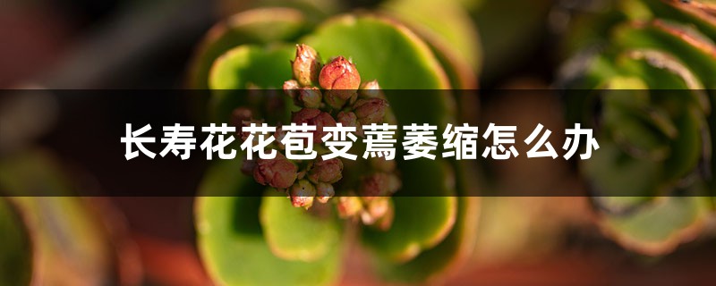 长寿花花苞变蔫萎缩怎么办