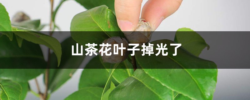 山茶花叶子掉光了怎么办