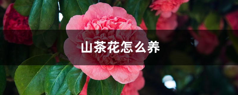 山茶花怎么养