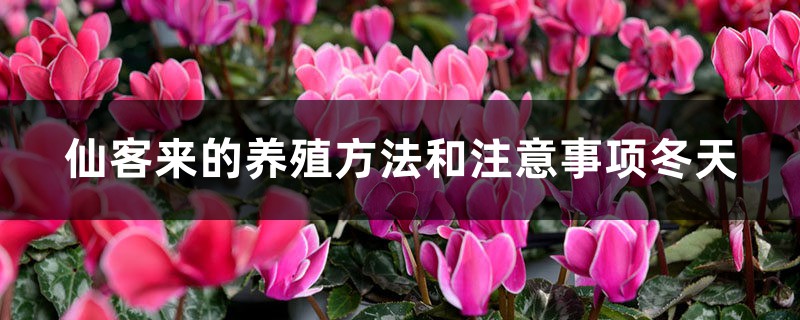 新买的仙客来怎么养，冬天怎么浇水