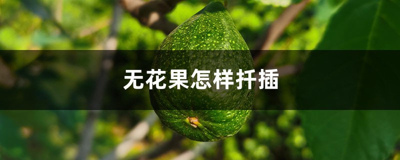 无花果怎样扦插 无花果怎样扦插