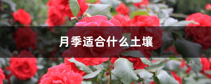 月季适合什么土壤