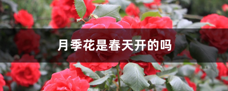 月季花是春天开的吗 月季花是春天开的吗