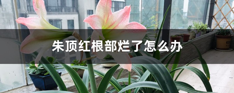 朱顶红根部烂了怎么办