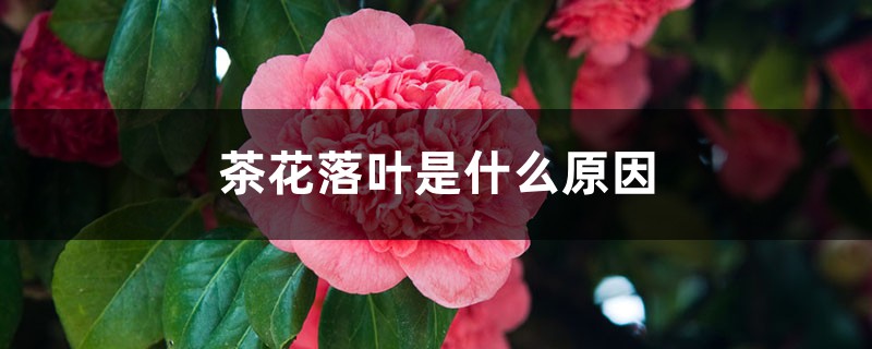 茶花落叶是什么原因