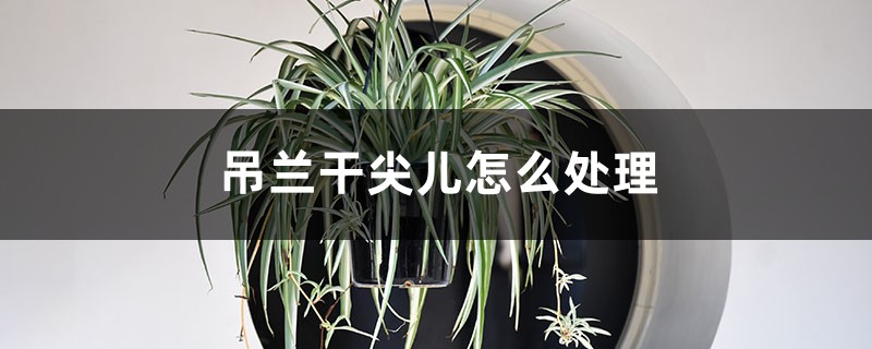 吊兰干尖儿怎么处理 吊兰干尖儿怎么处理