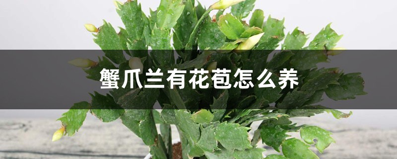 蟹爪兰有花苞怎么养 蟹爪兰有花苞怎么养