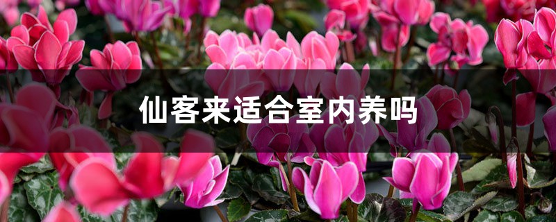仙客来适合室内养吗