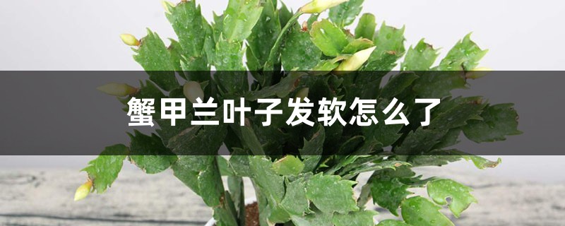 蟹爪兰叶子发软怎么办 蟹爪兰叶子发软怎么办