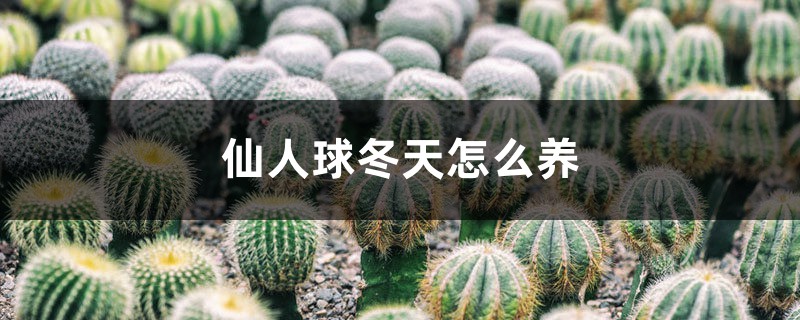 仙人球冬天怎么养