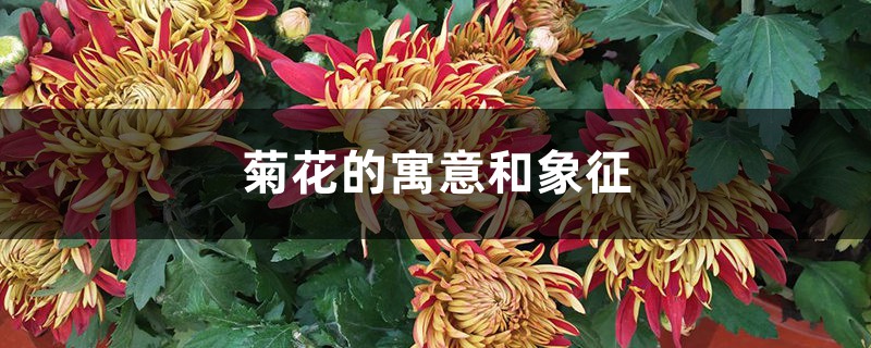 菊花的寓意和象征 菊花的寓意和象征