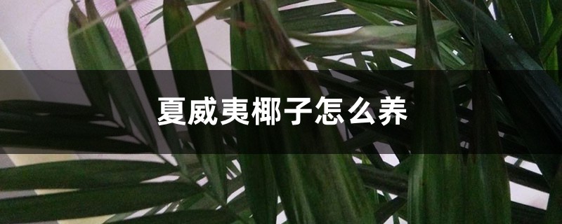夏威夷椰子怎么养 夏威夷椰子怎么养
