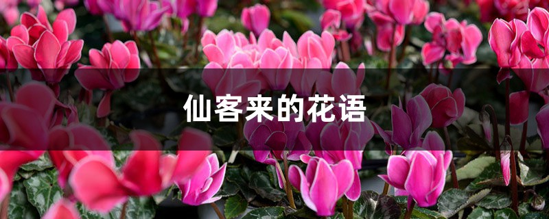 仙客来的花语 仙客来的花语