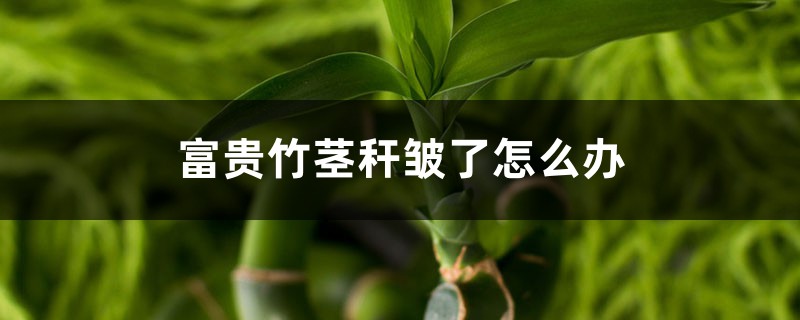 富贵竹茎秆皱了怎么办