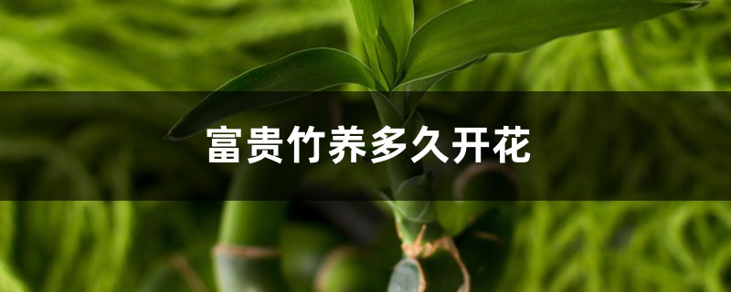 富贵竹养多久开花 富贵竹养多久开花