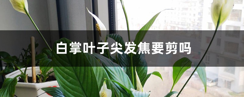 白掌叶子尖发焦要剪吗 白掌叶子尖发焦要剪吗