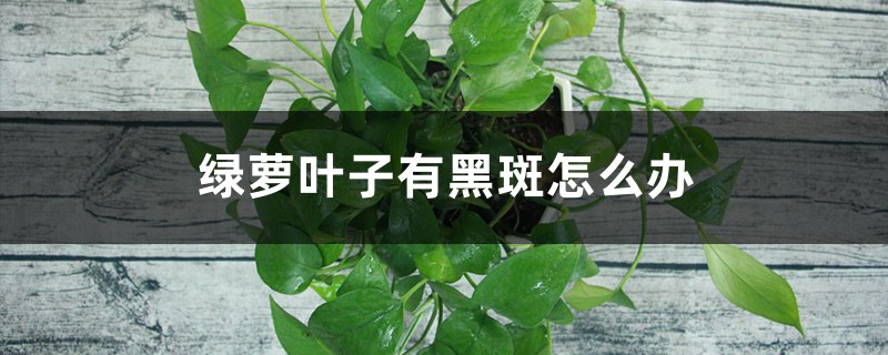 绿萝叶子有黑斑怎么办 绿萝叶子有黑斑怎么办