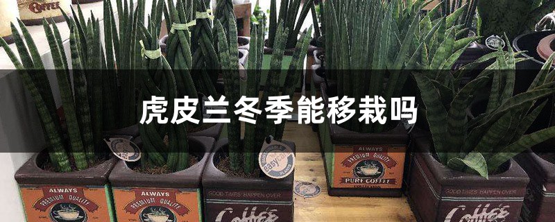 虎皮兰冬季能移栽吗 虎皮兰冬季能移栽吗