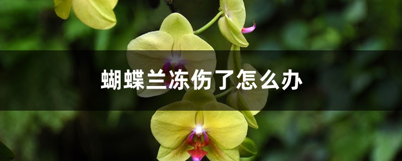 蝴蝶兰冻伤了怎么办 蝴蝶兰冻伤了怎么办