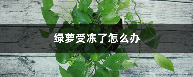绿萝受冻了怎么办 绿萝受冻了怎么办