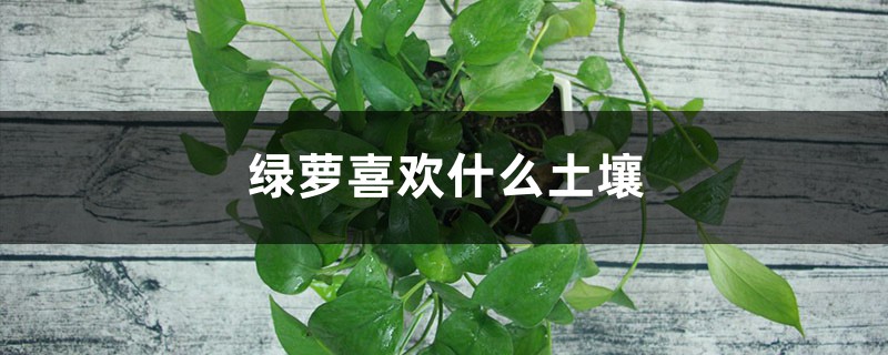 绿萝喜欢什么土壤 绿萝喜欢什么土壤