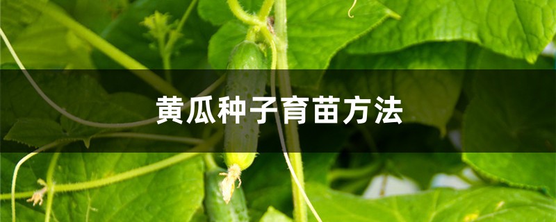 黄瓜种子育苗方法 黄瓜种子育苗方法