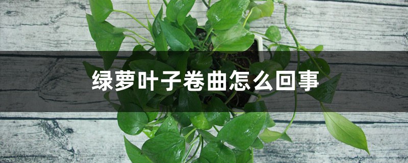 绿萝叶子卷曲是怎么回事 绿萝叶子卷曲是怎么回事