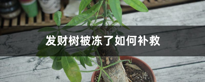 发财树被冻了如何补救 发财树被冻了如何补救
