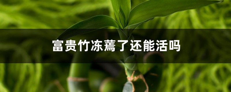 富贵竹冻蔫了还能活吗，富贵竹断了还能活吗