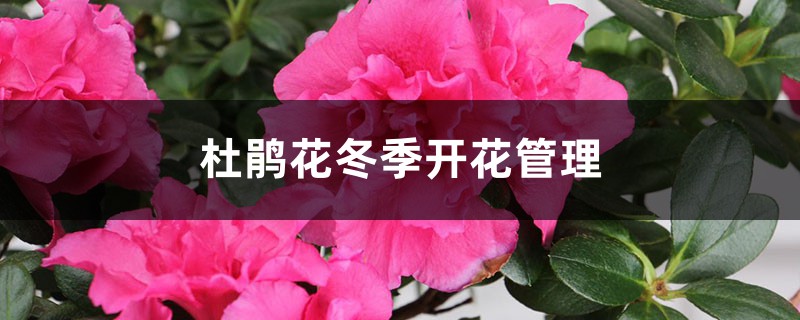杜鹃花冬季开花管理,杜鹃花的花期管理事项 杜鹃花冬季开花管理,杜鹃花的花期管理事项