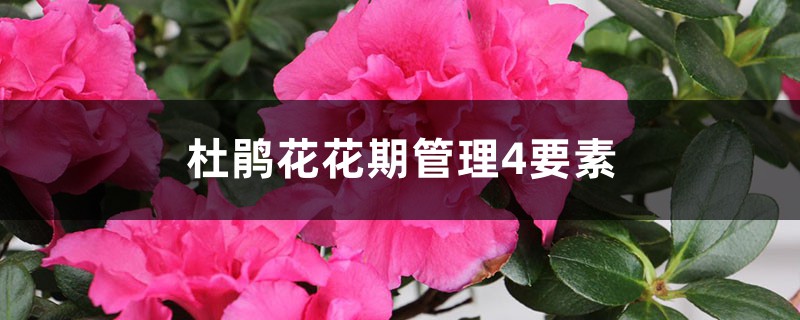 杜鹃花花期管理4要素,室内杜鹃花花期管理 杜鹃花花期管理4要素,室内杜鹃花花期管理